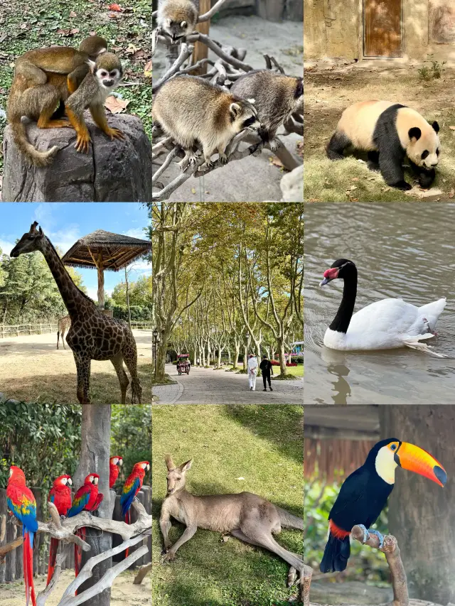 親人們，上海野生動物園有多適合遛娃還要多說嗎？