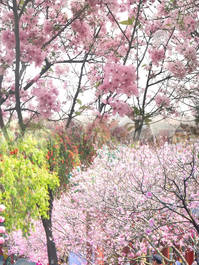 廣州櫻花又盛開啦！錯過再等一年！