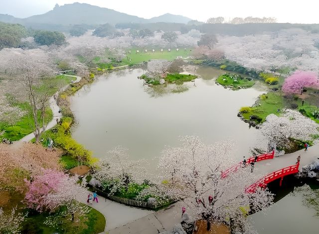 武漢東湖櫻花園