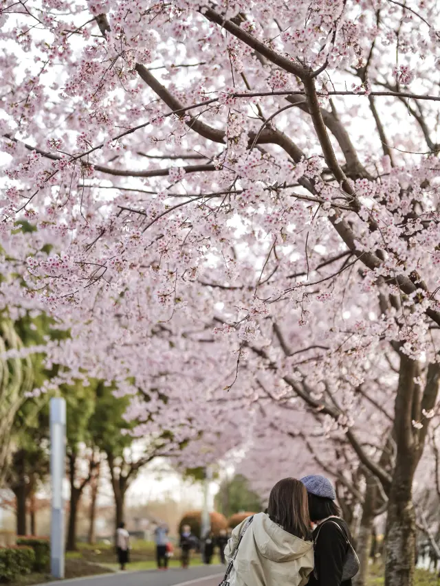 상하이 황포 빈강 벚꽃 만개! 3km 산책 즐기는 꽃길!