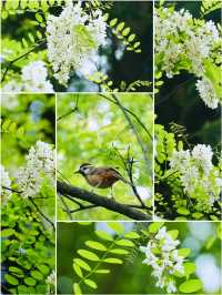 槐花幾時開槐花終於開