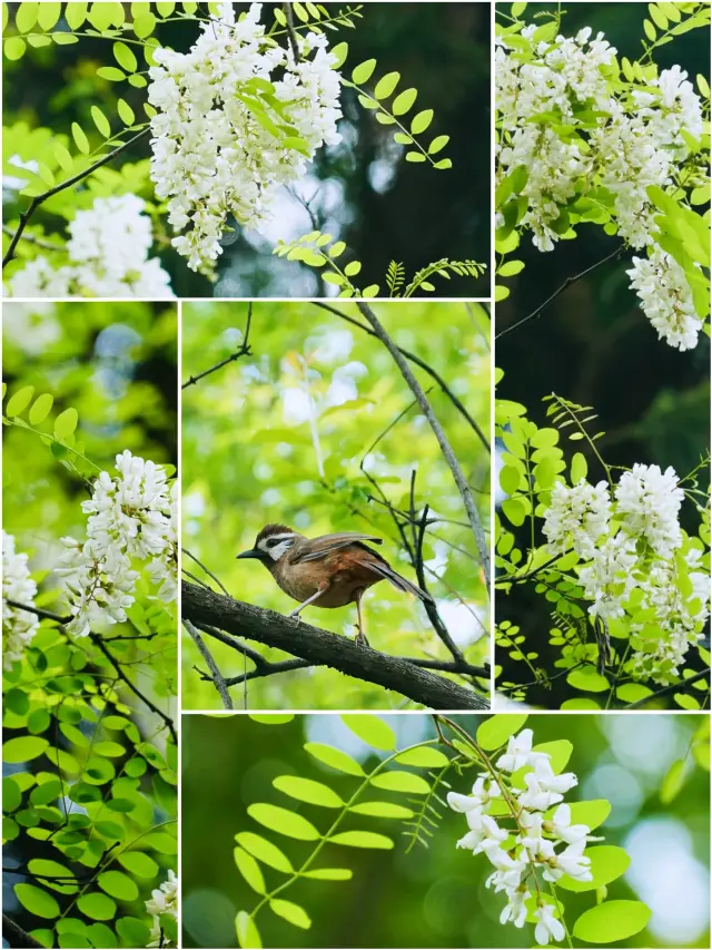 When do the locust flowers bloom? The locust flowers have finally bloomed