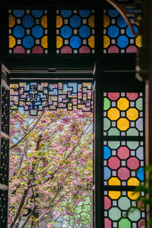 The late cherry blossoms in front of the Lion Grove Garden's colored glaze windows are in full bloom