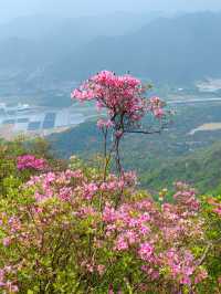 寧波金峨山映山紅