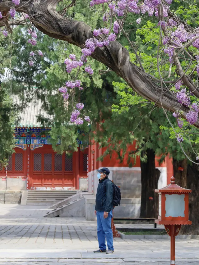 北京|國子監的紫藤花讓我覺得是份驚喜！