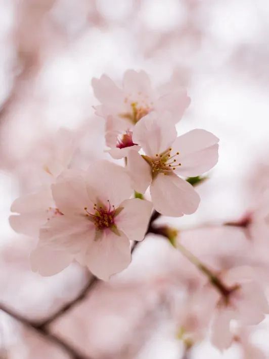 Spring Awakening in Yuyuantan