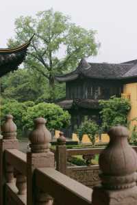 赴約常熟清涼寺百年楸樹開花