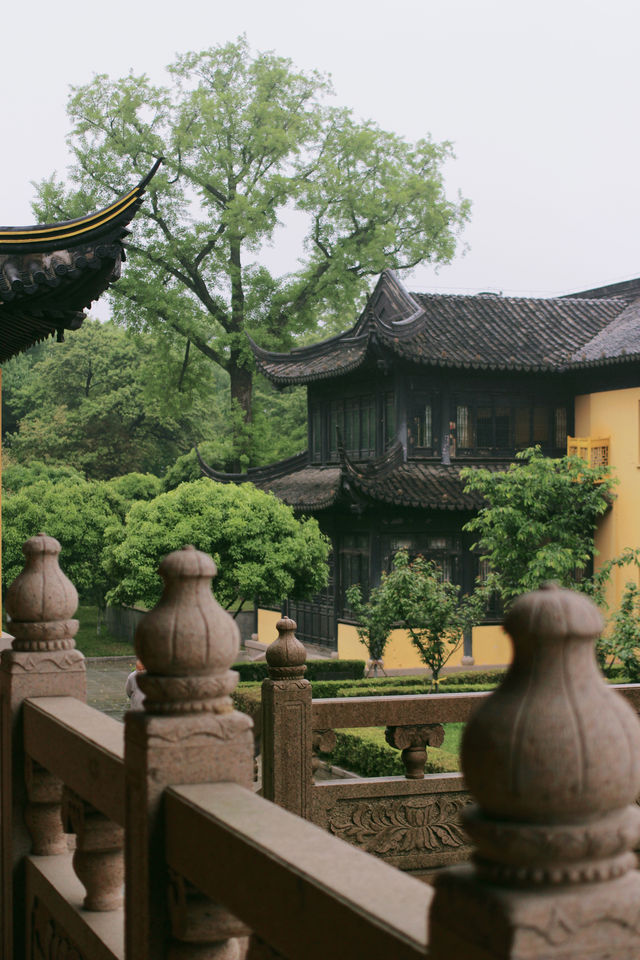 赴約常熟清涼寺百年楸樹開花
