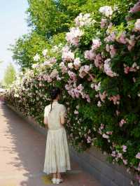 白沙超美的薔薇花牆 | 學生時代賞花漫步之路