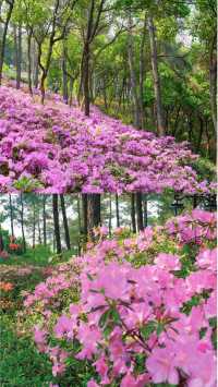 五月的杭州別太美，免費的莫奈花園別錯過五一假期快快衝
