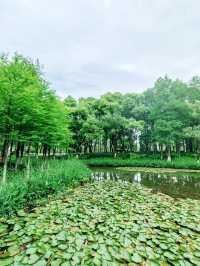 寧波日湖公園，亮點紛呈，值得一去再去