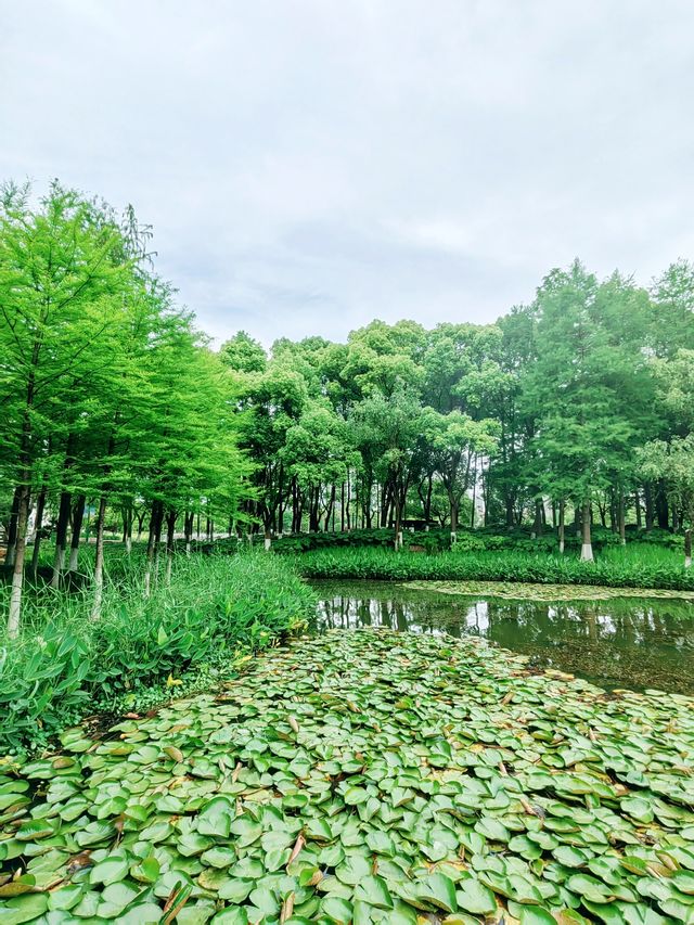 寧波日湖公園，亮點紛呈，值得一去再去