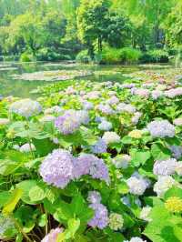 報告！武漢植物園的繡球花已經開好啦！