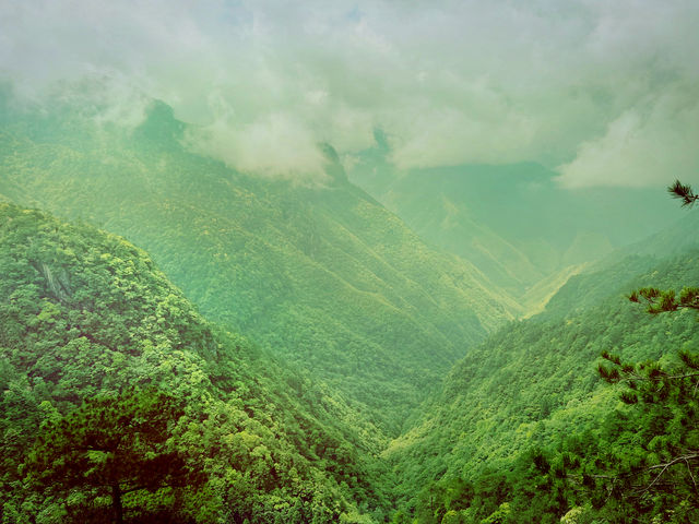 龍泉山絕壁奇松--媲美黃山