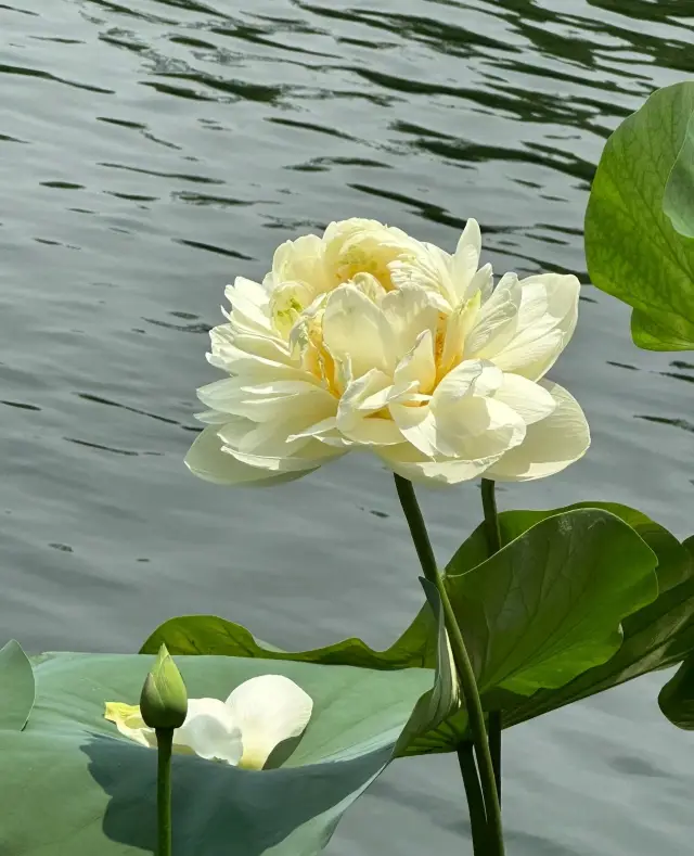 Bao Mo Garden|Live version of the glowing summer lotus, so beautiful it leaves you speechless!!