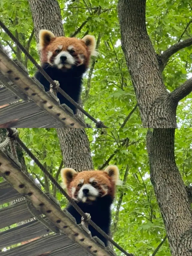與自然共舞：上海野生動物園深度遊指南