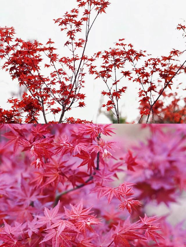 誰懂嶺南紅葉世界天空之境含金量