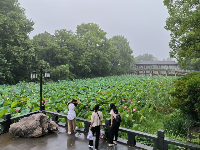荷聚金山