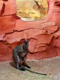 五角場全新開幕 | 隱藏在城市喧嘩中的自然之趣。