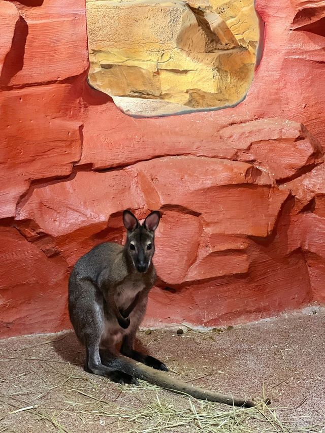 五角場全新開幕 | 隱藏在城市喧嘩中的自然之趣。 五角場全新開幕 | 隱藏在城市喧嘩中的自然之趣。
