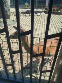 秦嶺野生動物園。