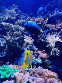 【海洋奇觀】達拉斯世界水族館｜探索美國德克薩斯州的海底世界。
