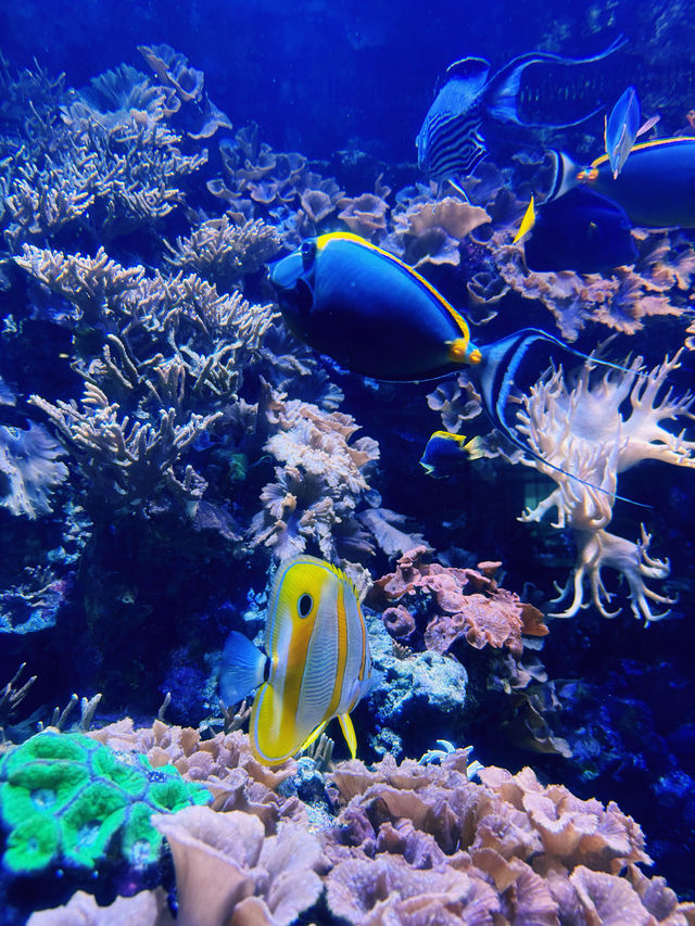 【海洋奇觀】達拉斯世界水族館｜探索美國德克薩斯州的海底世界。