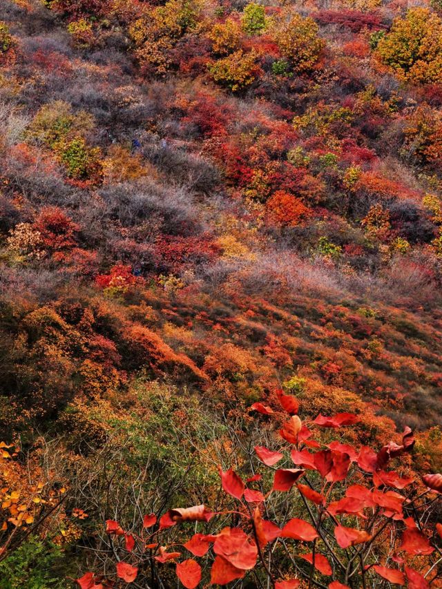 快來藥王谷看紅葉了，太美了吧。