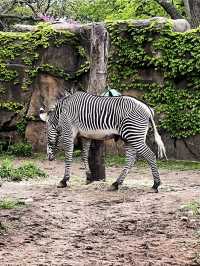 美國芝加哥｜林肯動物園。