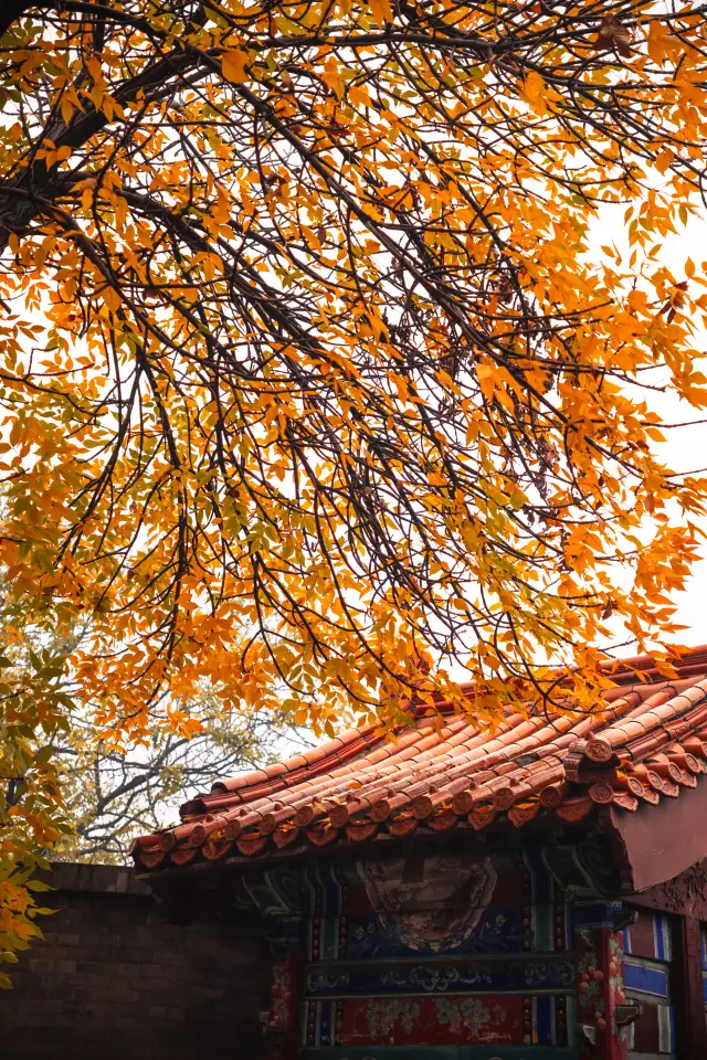 Fall in Beijing is like paradise.