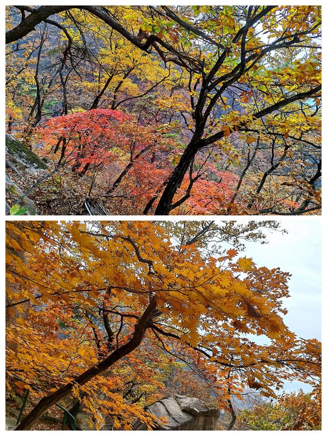 丹東鳳城鳳凰山，秋賞紅葉漫山遍野，層林盡染色彩斑斕。