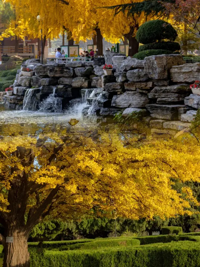 Late autumn special! Dalian's last autumn viewing spots revealed!