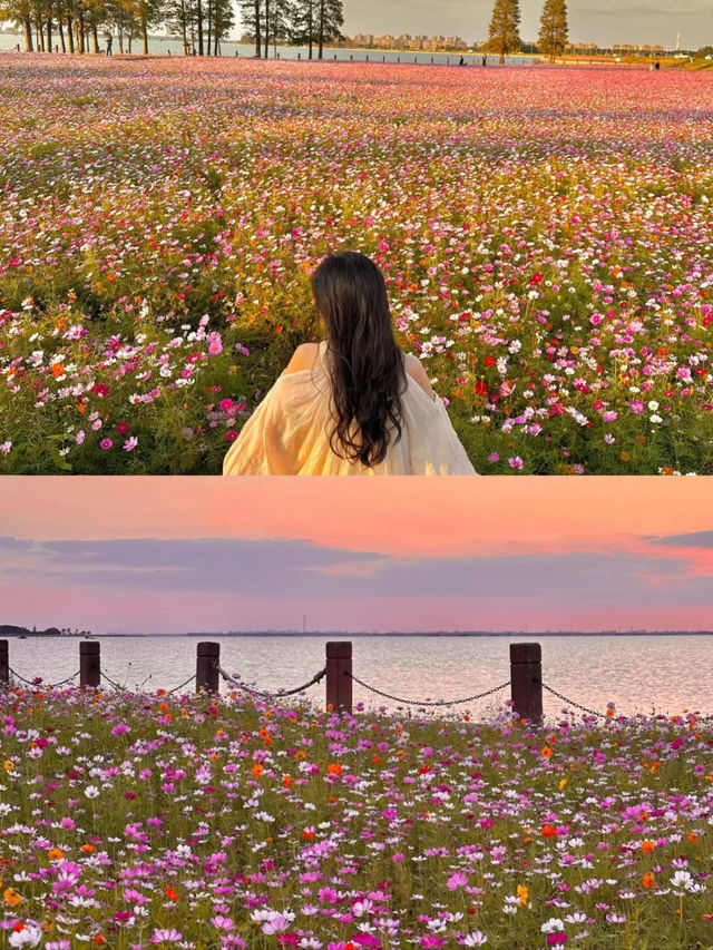 上海1小時千萬別錯過秋日淀山湖粉色花海。