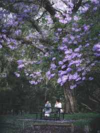 Sydney's Jacaranda Season is Here!