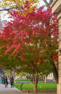 11月16日，友誼賓館紅楓漸變色更美！附位置！