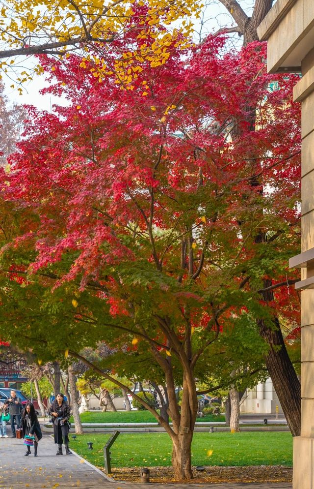 11月16日，友誼賓館紅楓漸變色更美！附位置！