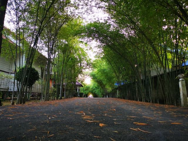 湄南|椰樹棕櫚海灘度假村，寧靜避風港。