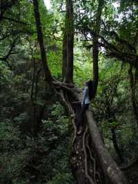 感應大地的絨毛 與森林交換身體｜哀牢山