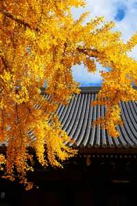 大阪難宗寺銀杏