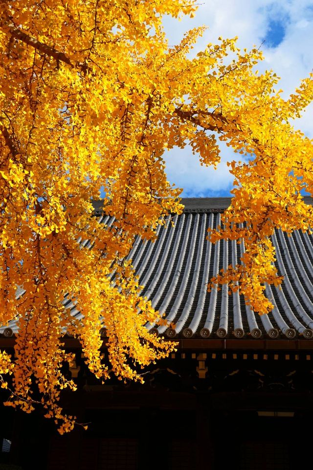 大阪難宗寺銀杏