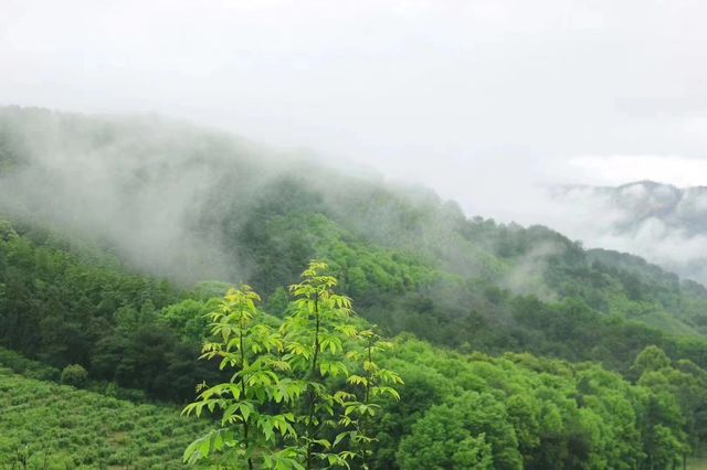 邂逅森吧客，明智的选择。