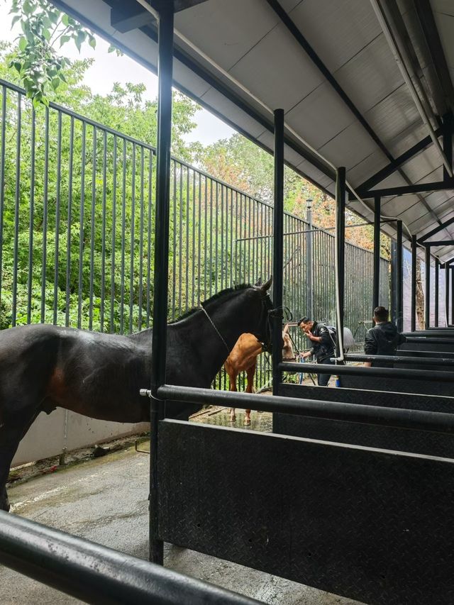 烏魯木齊‖汗血寶馬基地一定要去！