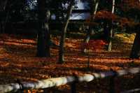 京都紅葉極推薦「真如堂」