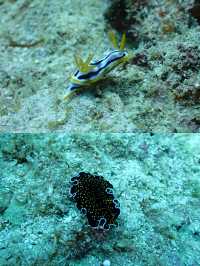 三亞潛水‖蜈支洲島潛水避坑攻略