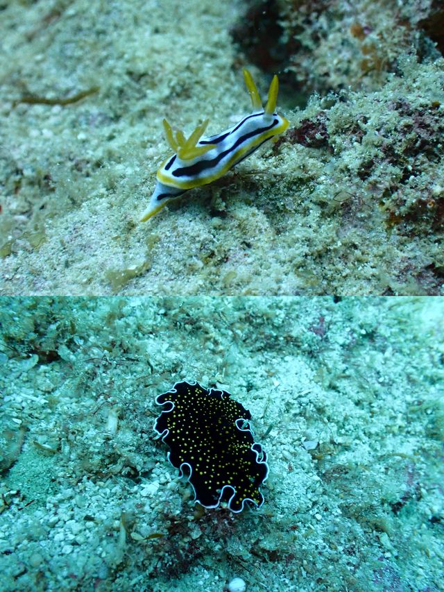 三亞潛水‖蜈支洲島潛水避坑攻略