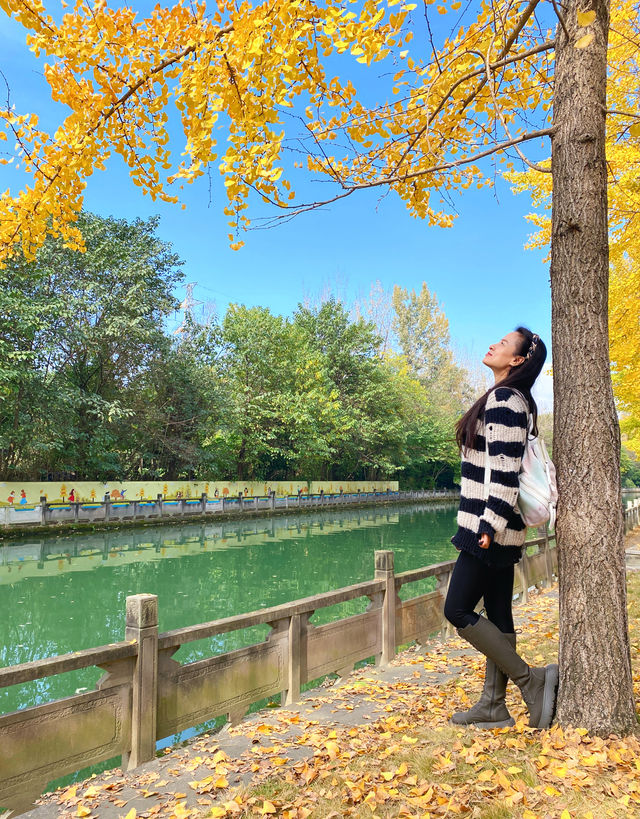 成都這裡的銀杏樹很有味道