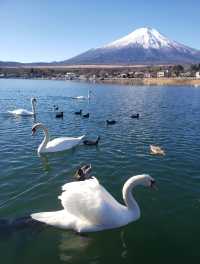 徒步山中湖，飽覽富士山