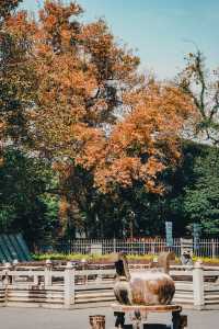 桂林七星公園限量版美景上線，錯過等一年！！