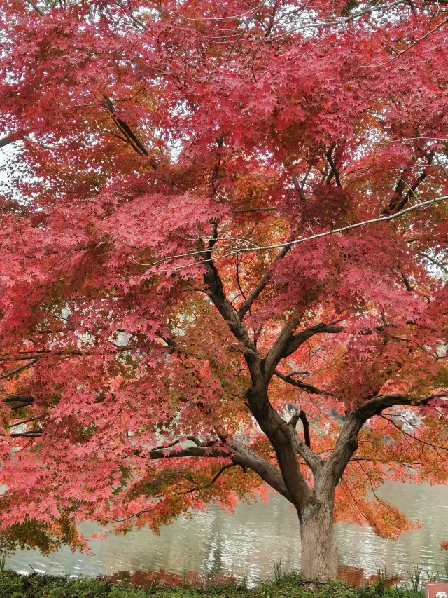 5-Day Hangzhou & Wuzhen Itinerary