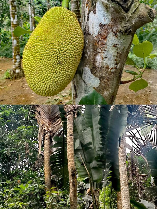 闖進海南熱帶植物園 | 一場超治癒的綠野仙蹤